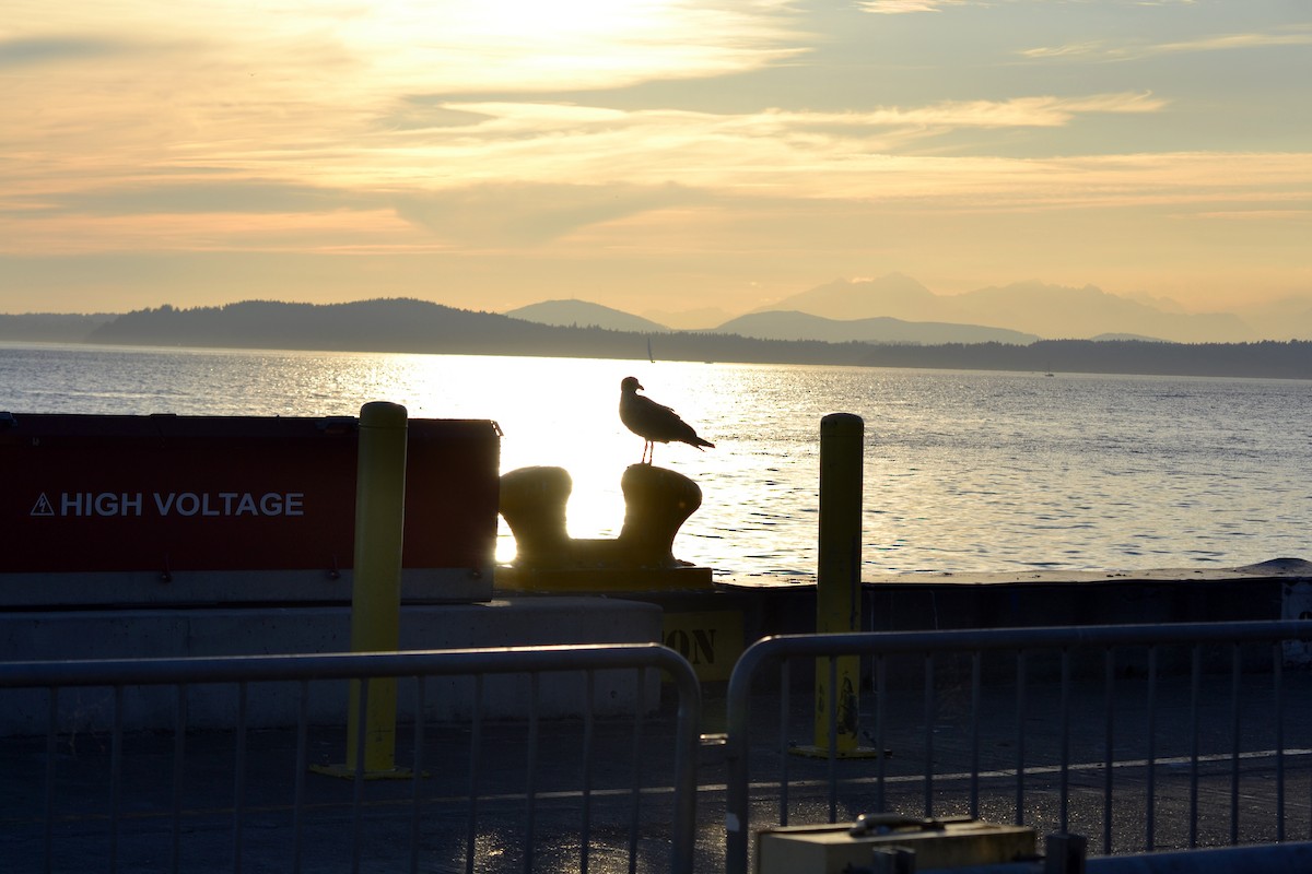 Серокрылая чайка - ML644470063