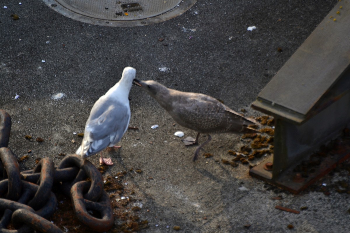 Серокрылая чайка - ML644470064