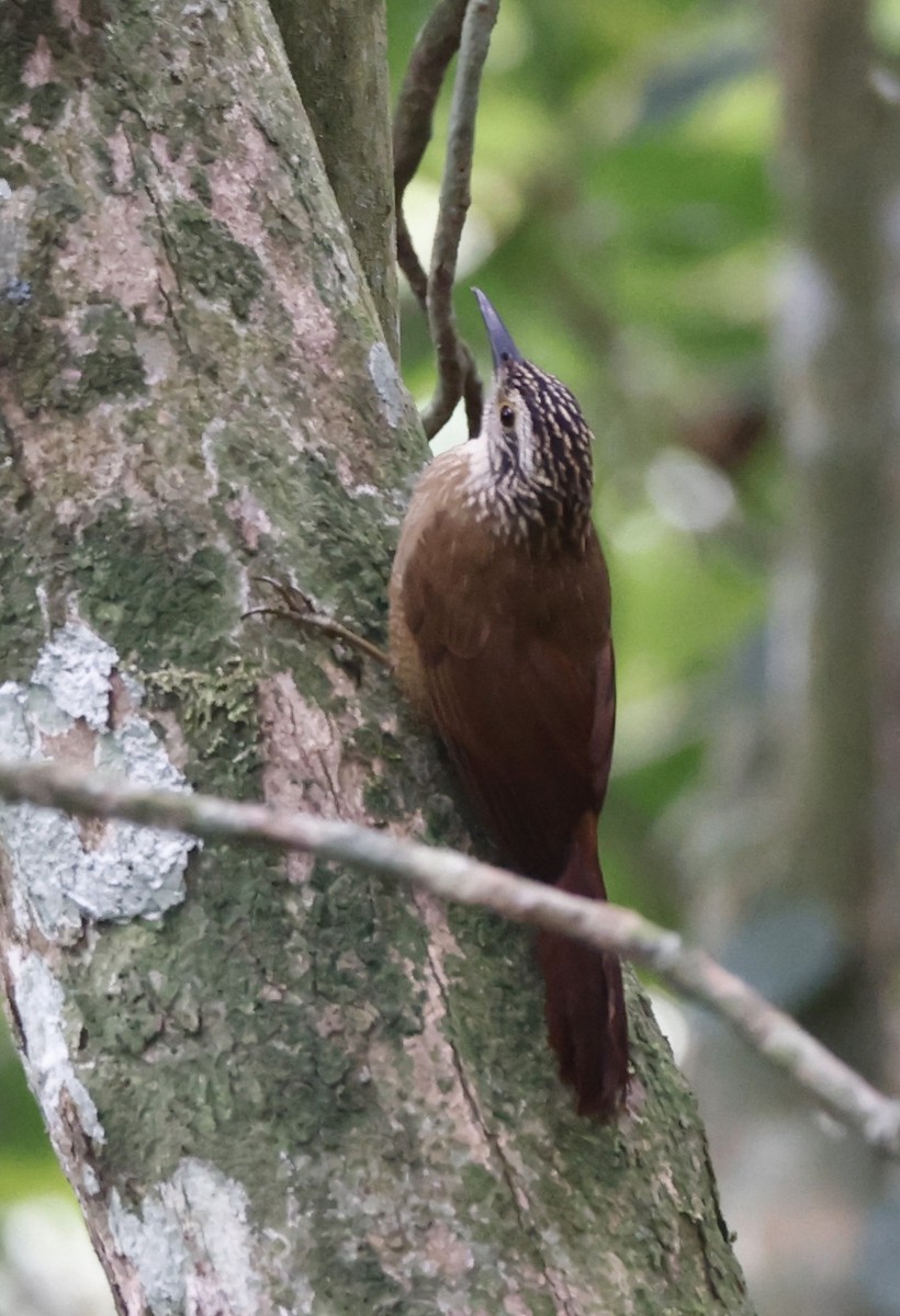 Дереволаз плоскодзьобий - ML644470069