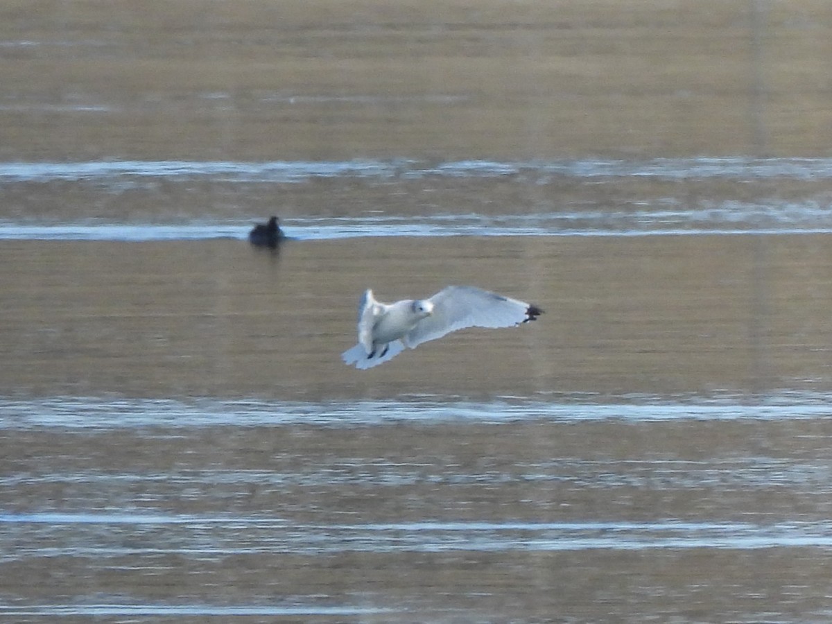 Black-legged Kittiwake - ML644470073