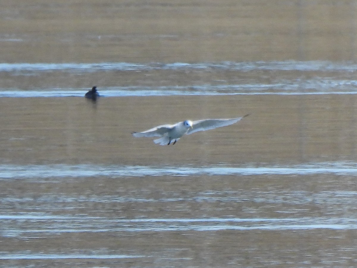 Black-legged Kittiwake - ML644470074