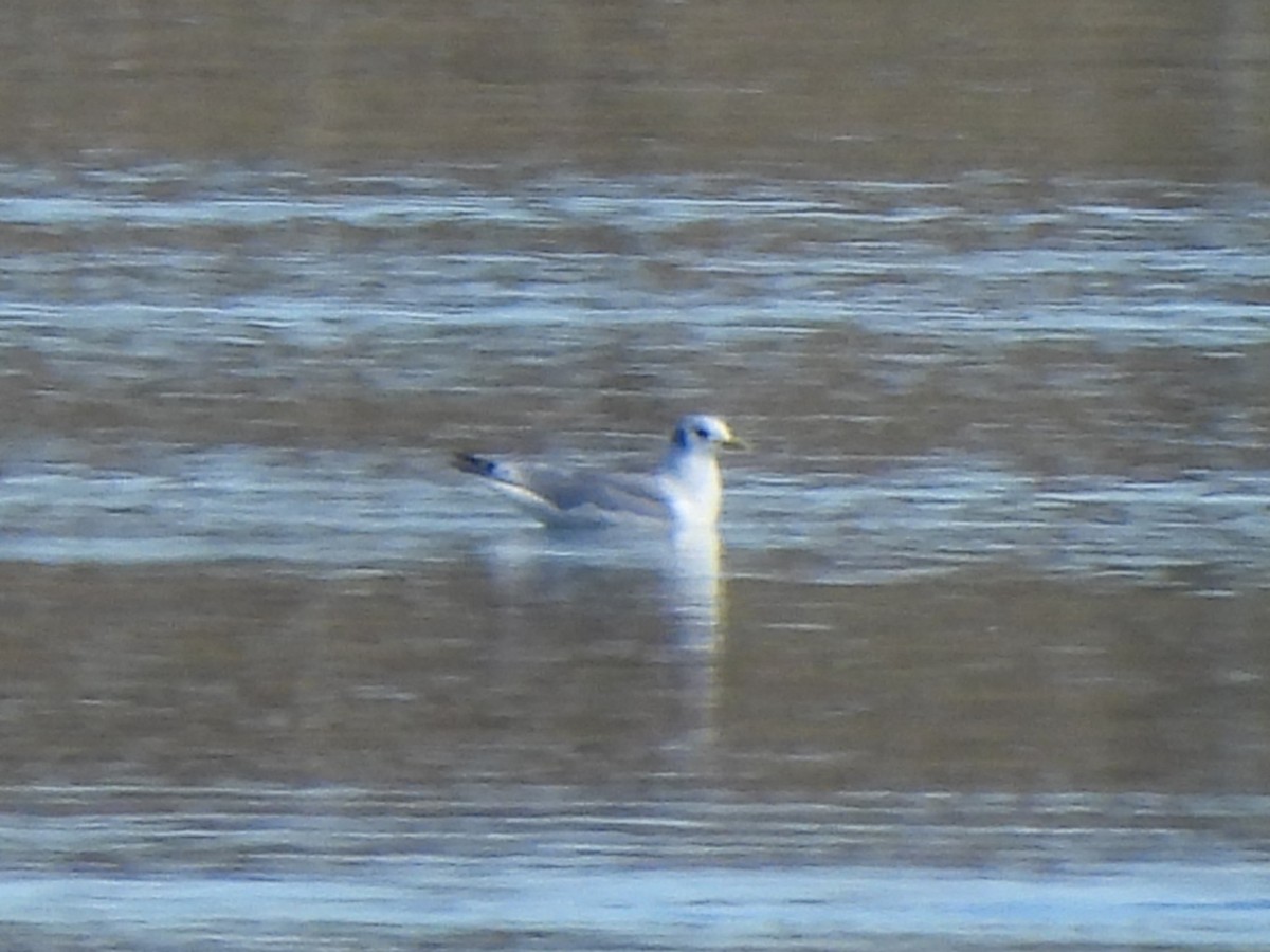 Black-legged Kittiwake - ML644470075
