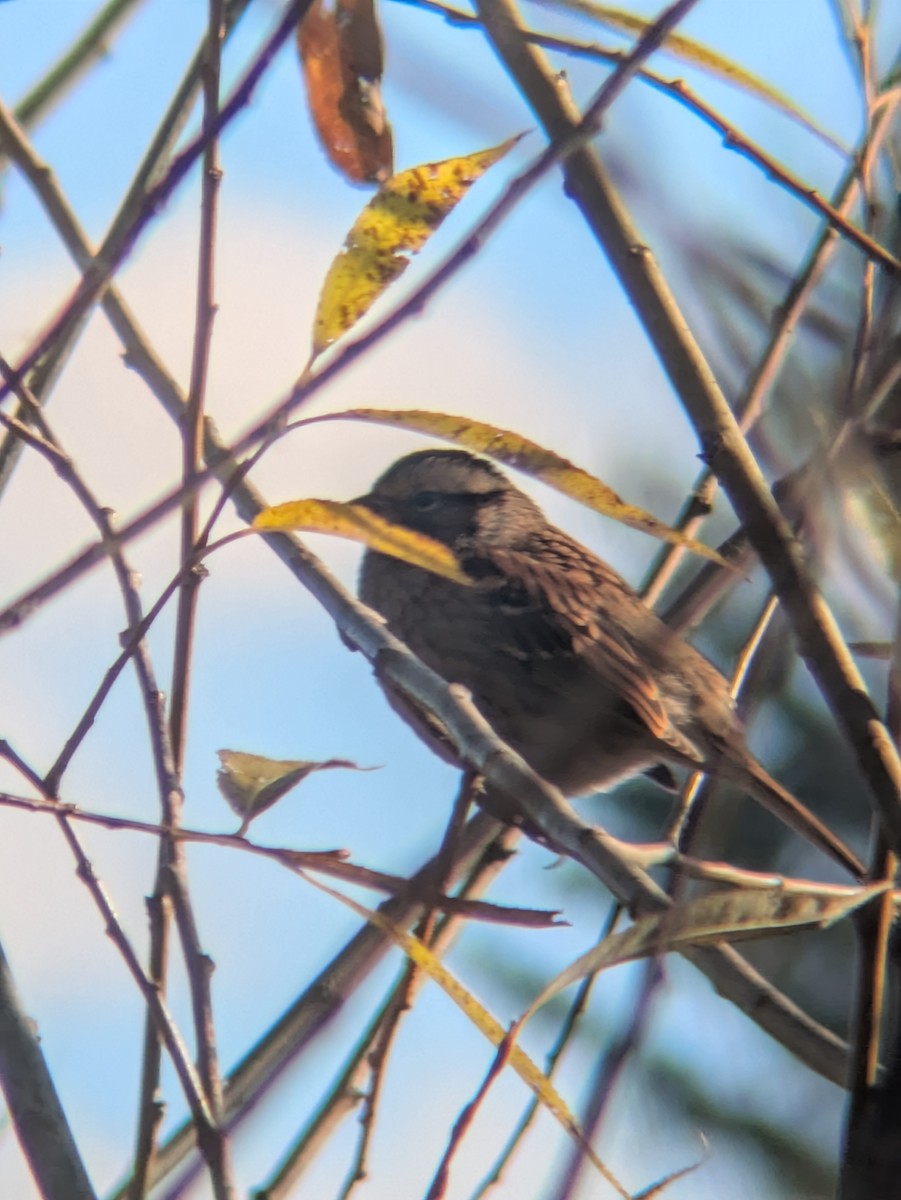 Bruant à gorge blanche - ML644470079