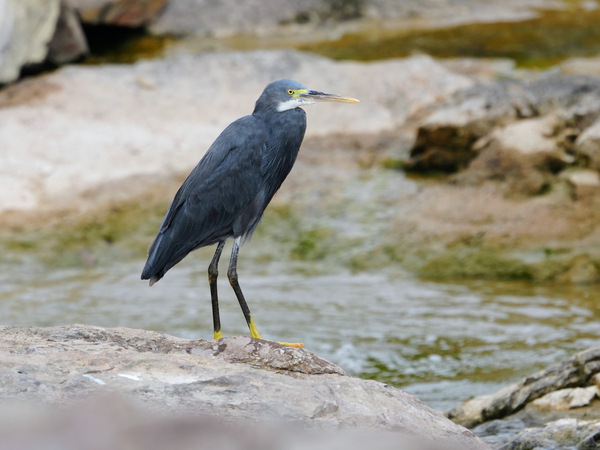 strandhegre - ML644470086