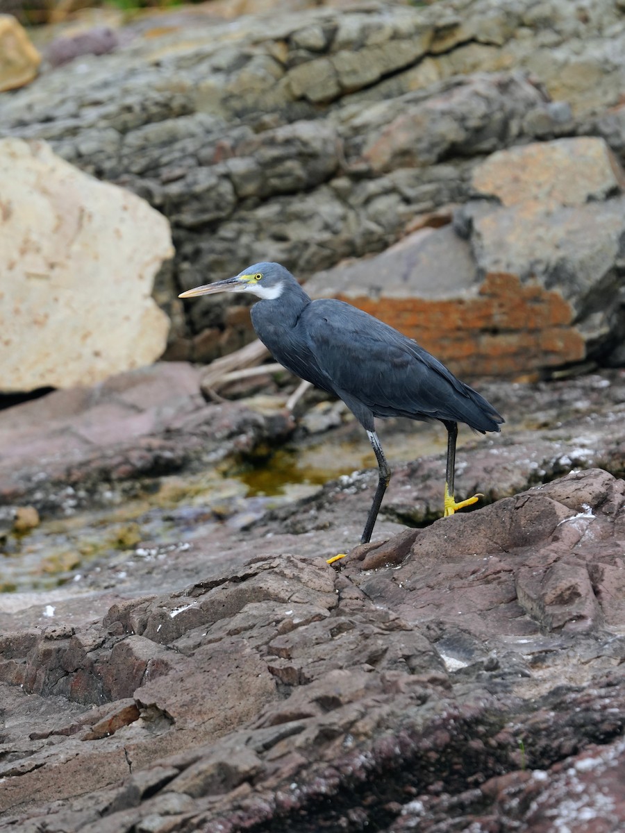 strandhegre - ML644470087