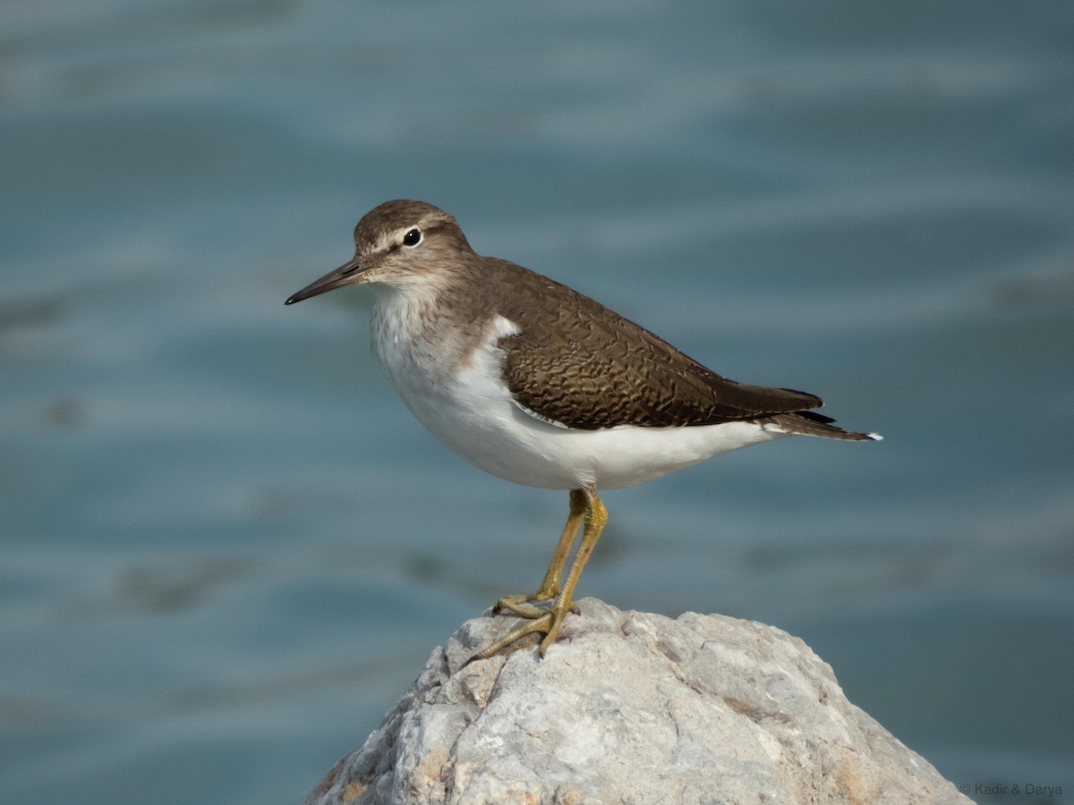 Хайргын хөгчүү - ML644470091