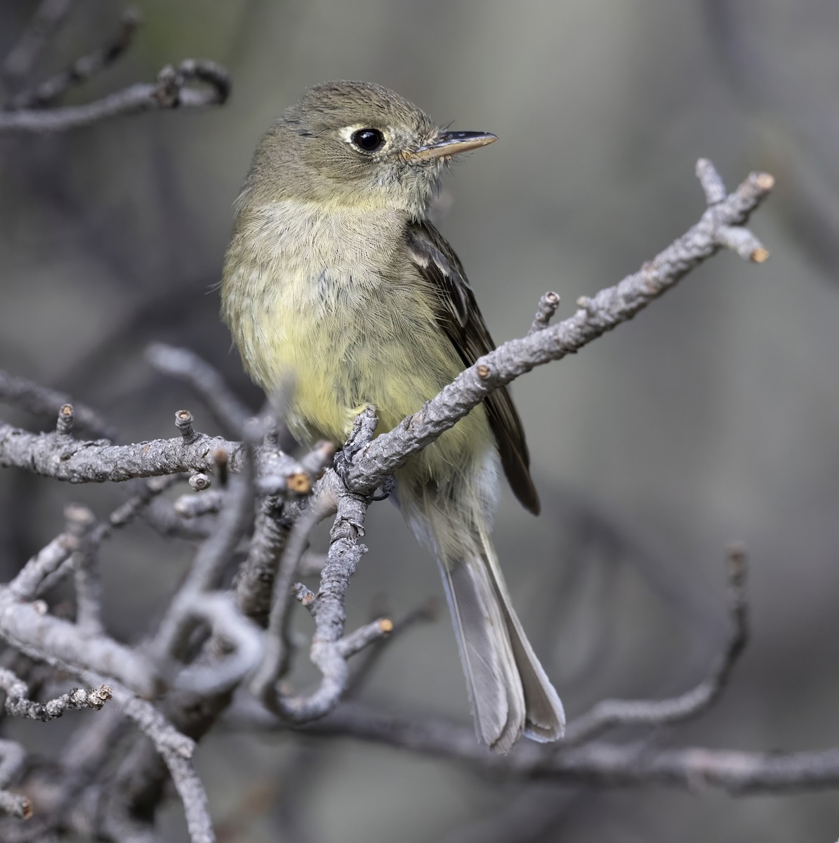 Moucherolle obscur - ML644470092