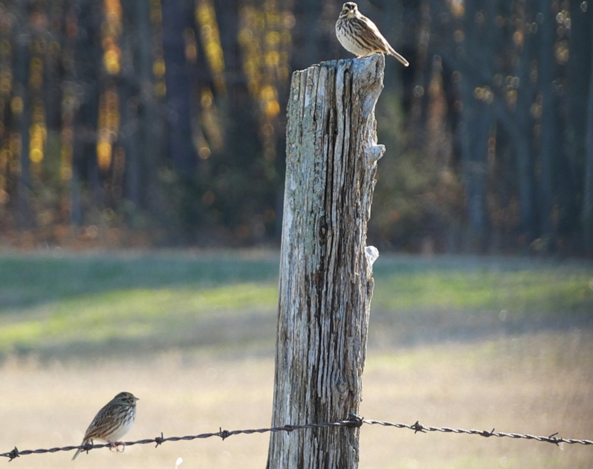 Savannah Sparrow - ML644470094
