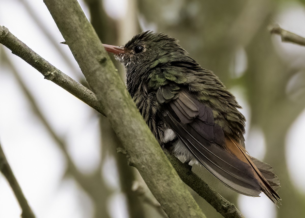 ruststjertkolibri - ML644470095