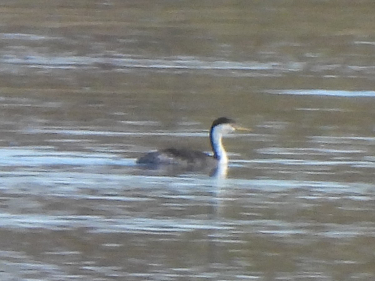 gulnebbdykker - ML644470096