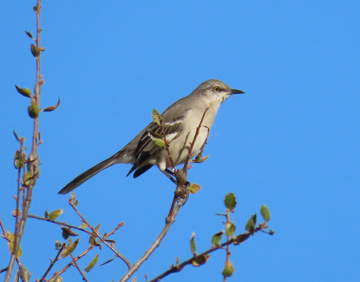 sangspottefugl - ML644470097