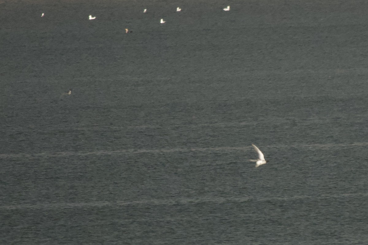 svartterne - ML644470103