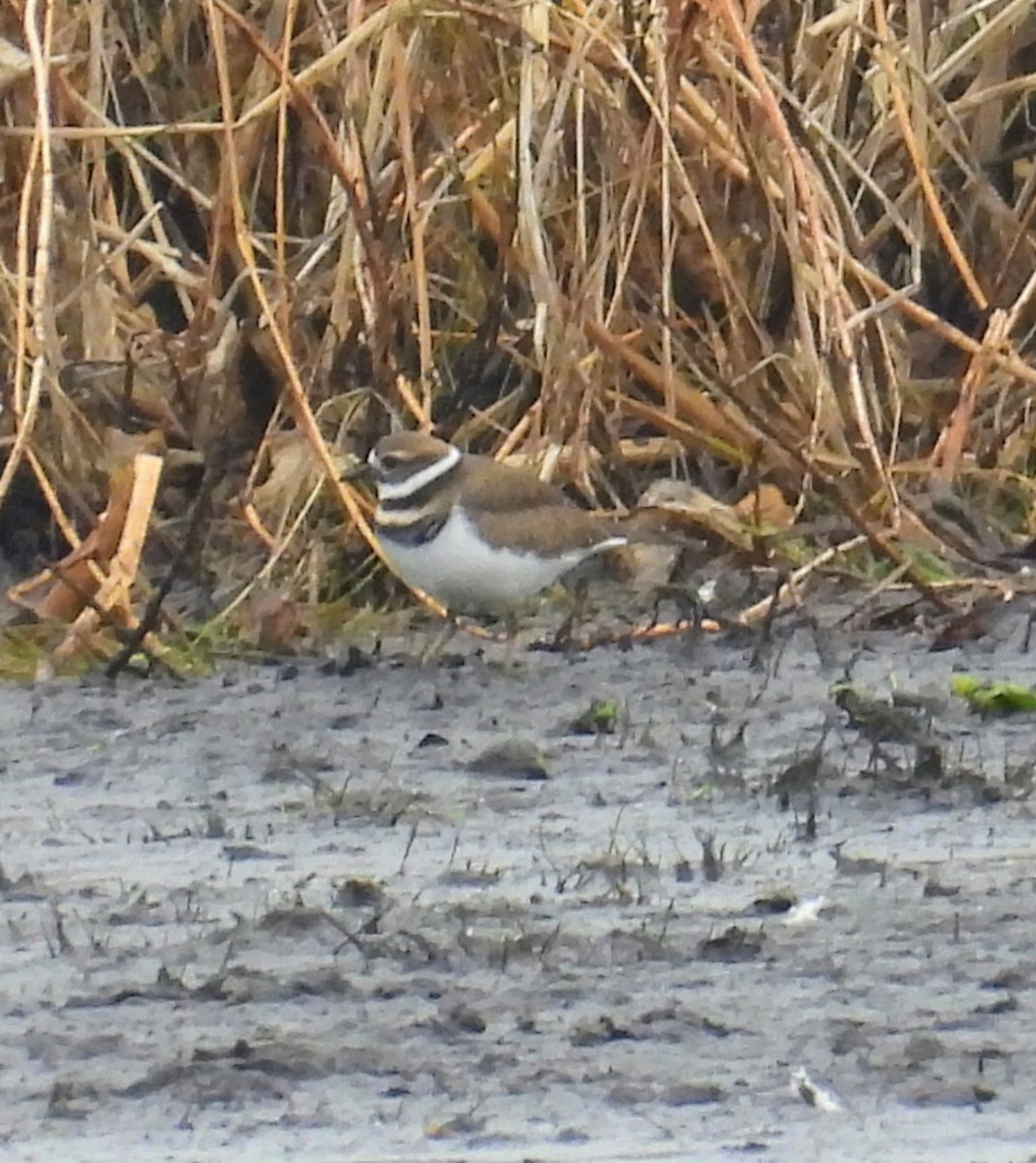 tobeltelo - ML644470105