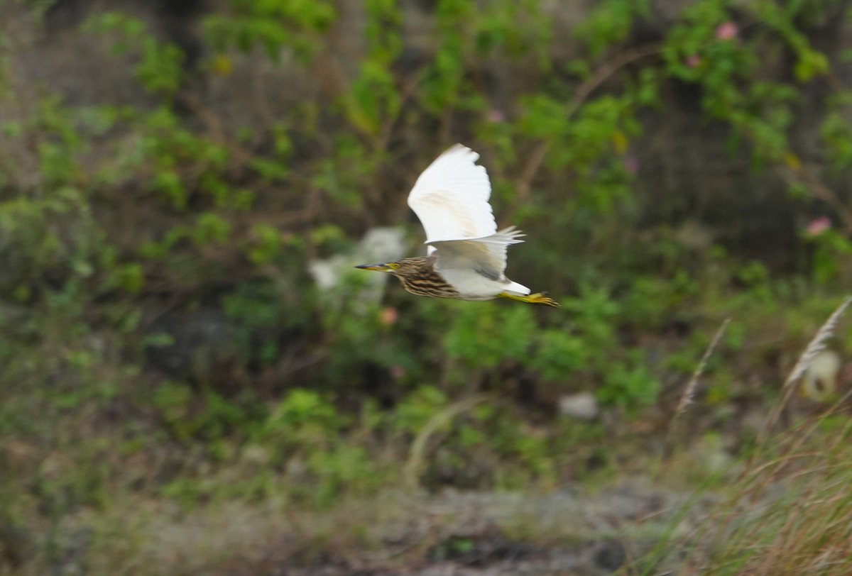 mangrovehegre - ML644470108