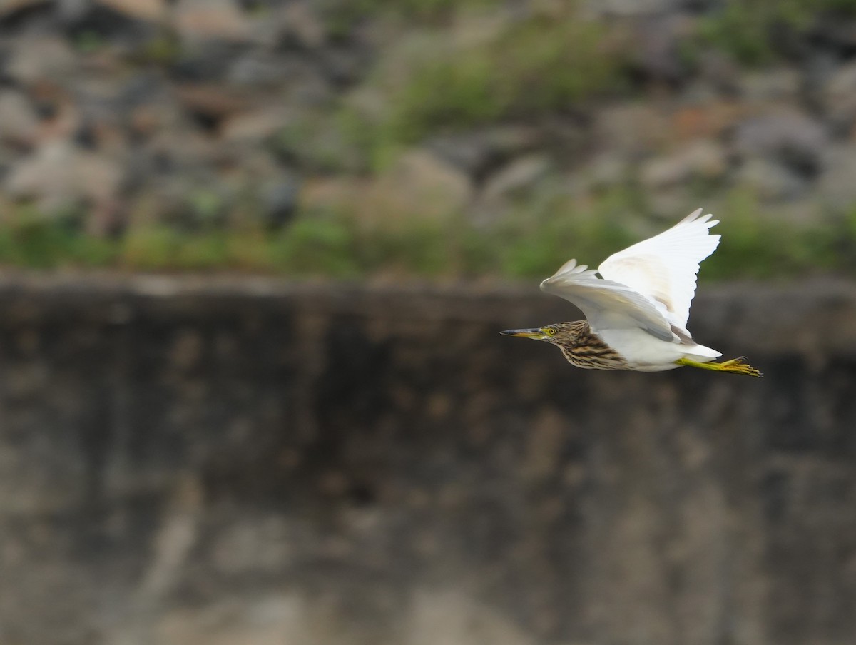 mangrovehegre - ML644470109