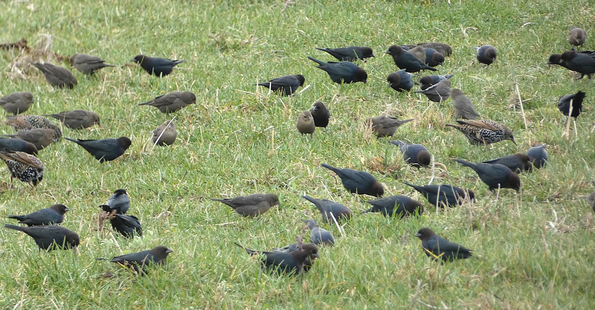 brunhodetrupial - ML644470110