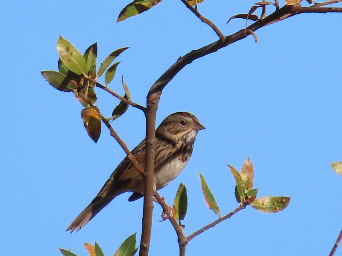 gråbrynspurv - ML644470112