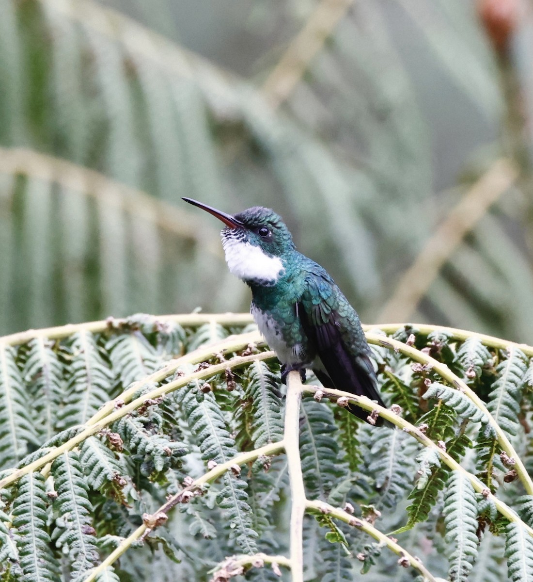 hvitstrupekolibri - ML644470117