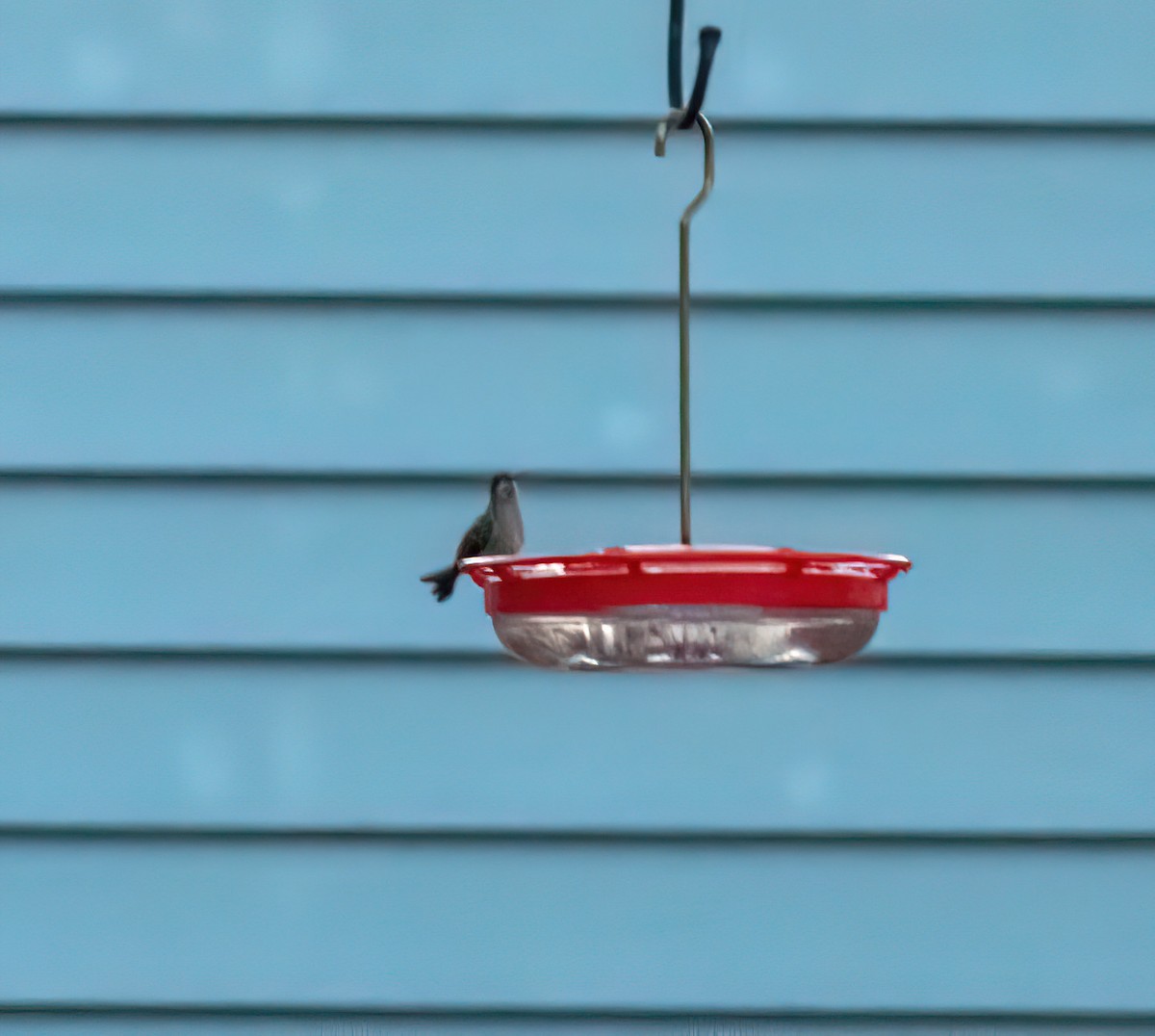 Broad-billed Hummingbird - ML644470118