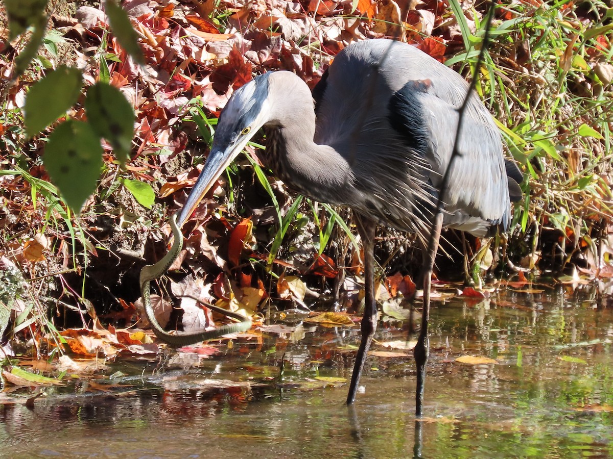 herodiashegre (herodias gr.) - ML644470119