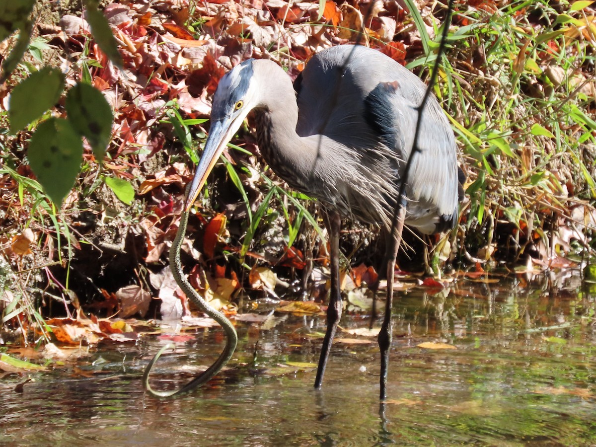 herodiashegre (herodias gr.) - ML644470121