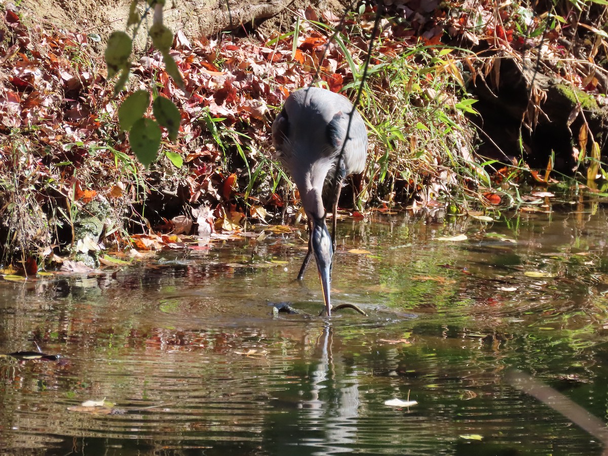 herodiashegre (herodias gr.) - ML644470124