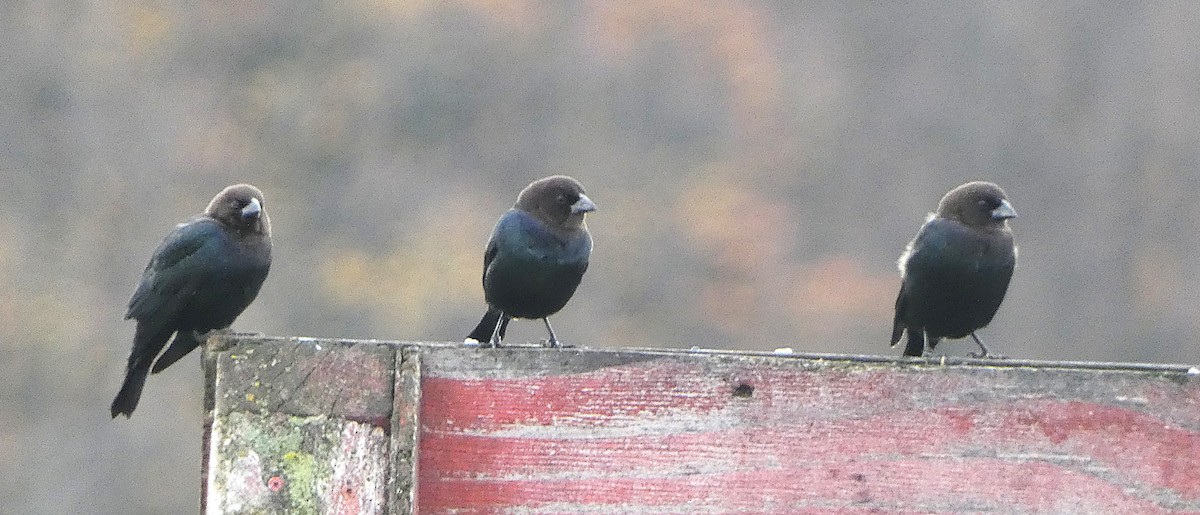 brunhodetrupial - ML644470125