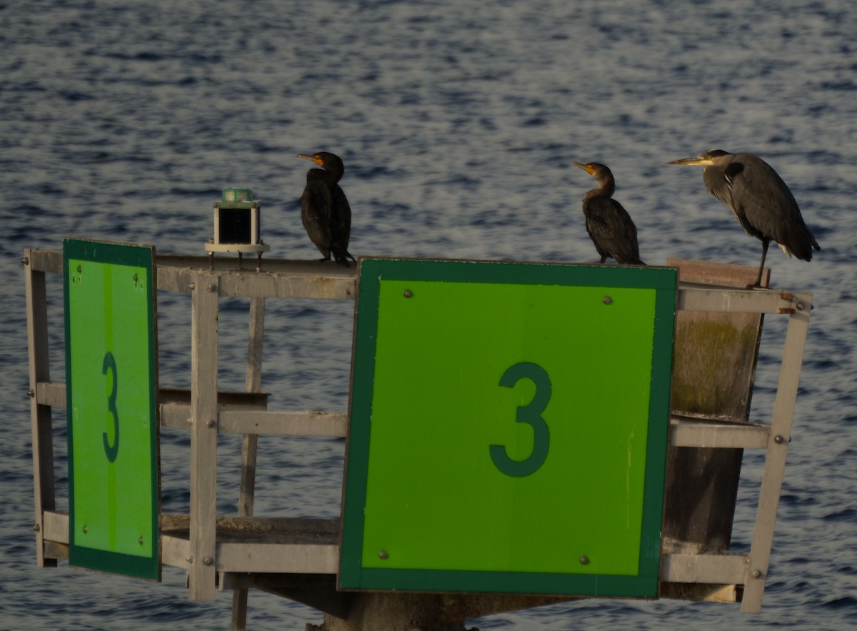 totoppskarv - ML644470129