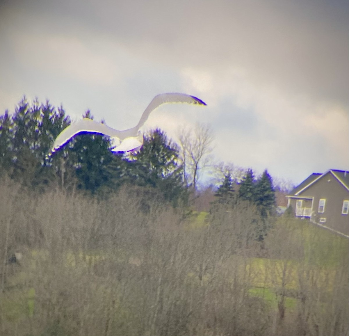 Goéland hudsonien - ML644470130