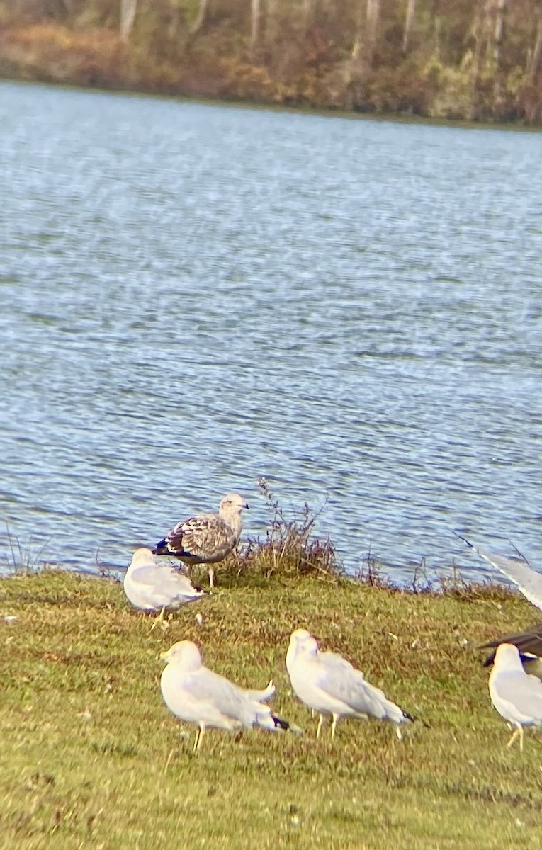 Goéland hudsonien - ML644470131