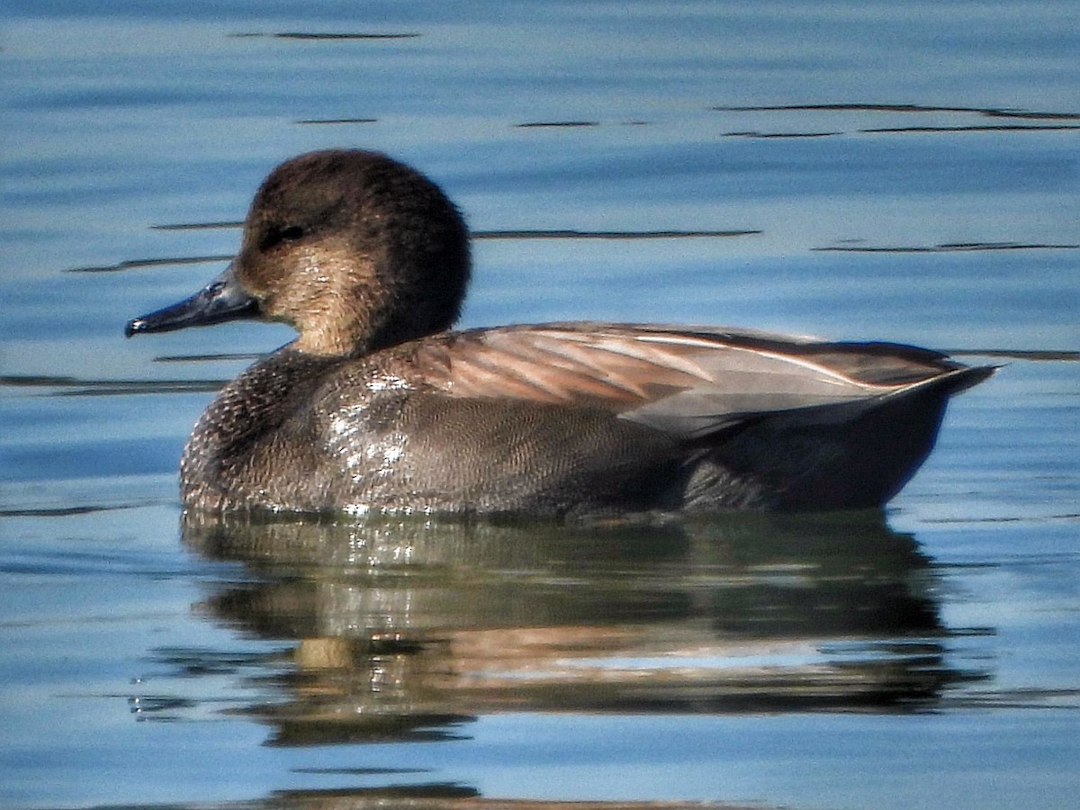 snadderand - ML644470134