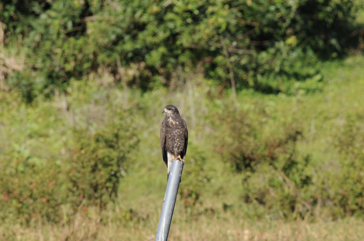 snegleglente - ML644470135