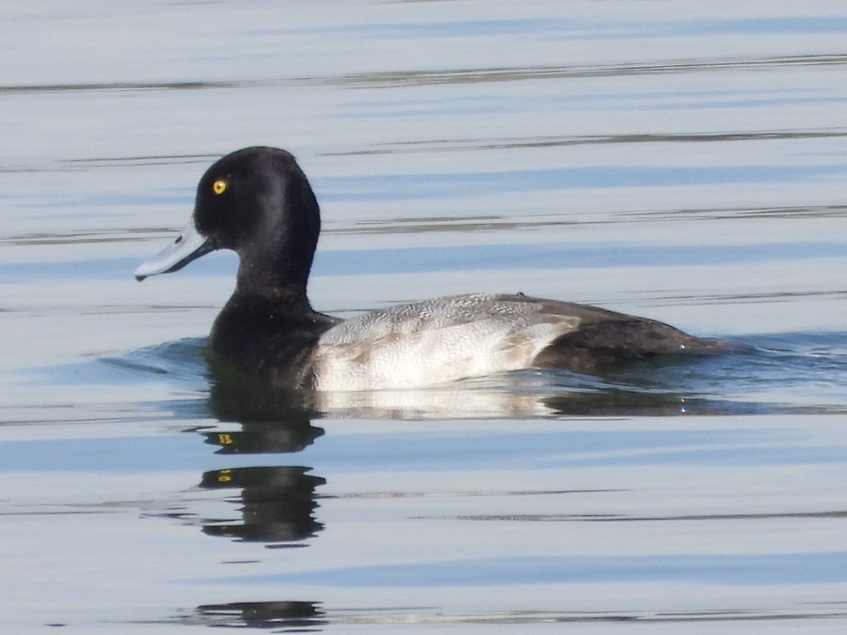 purpurhodeand - ML644470143