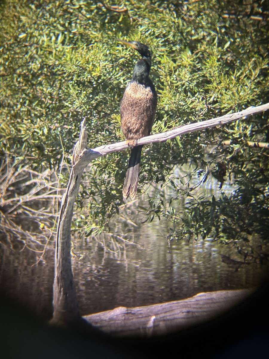Anhinga - ML644470144
