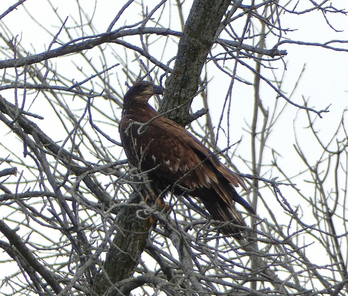 Bald Eagle - ML644470150