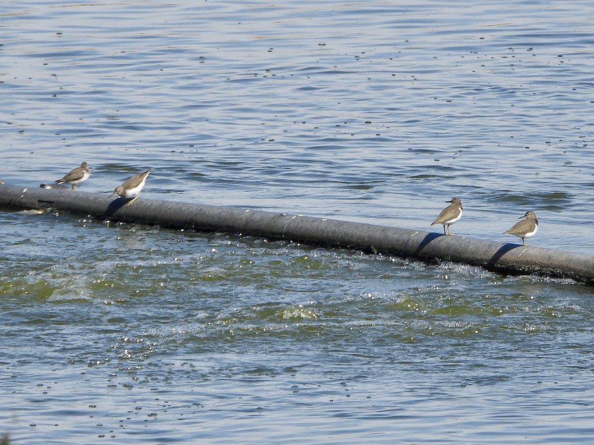 Spotted Sandpiper - ML644470158