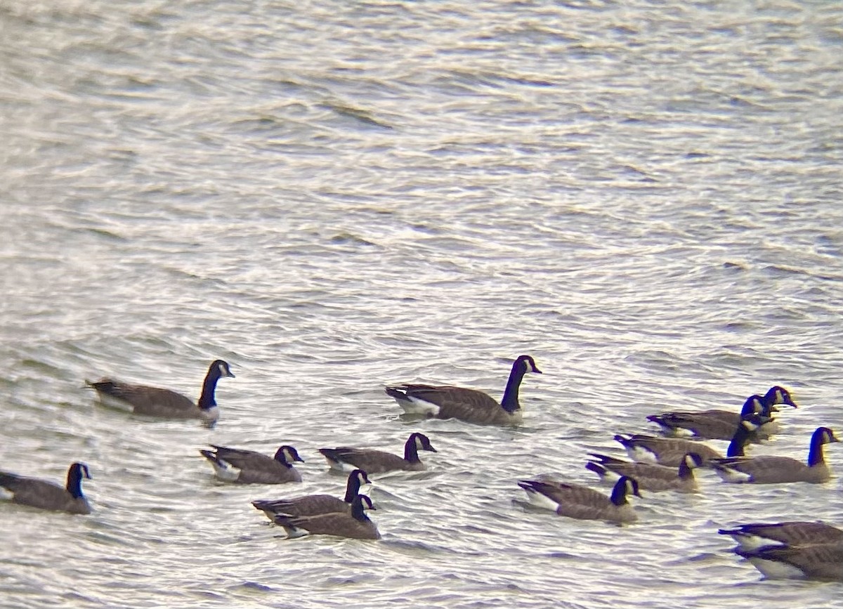 Bernache de Hutchins (hutchinsii) - ML644470163