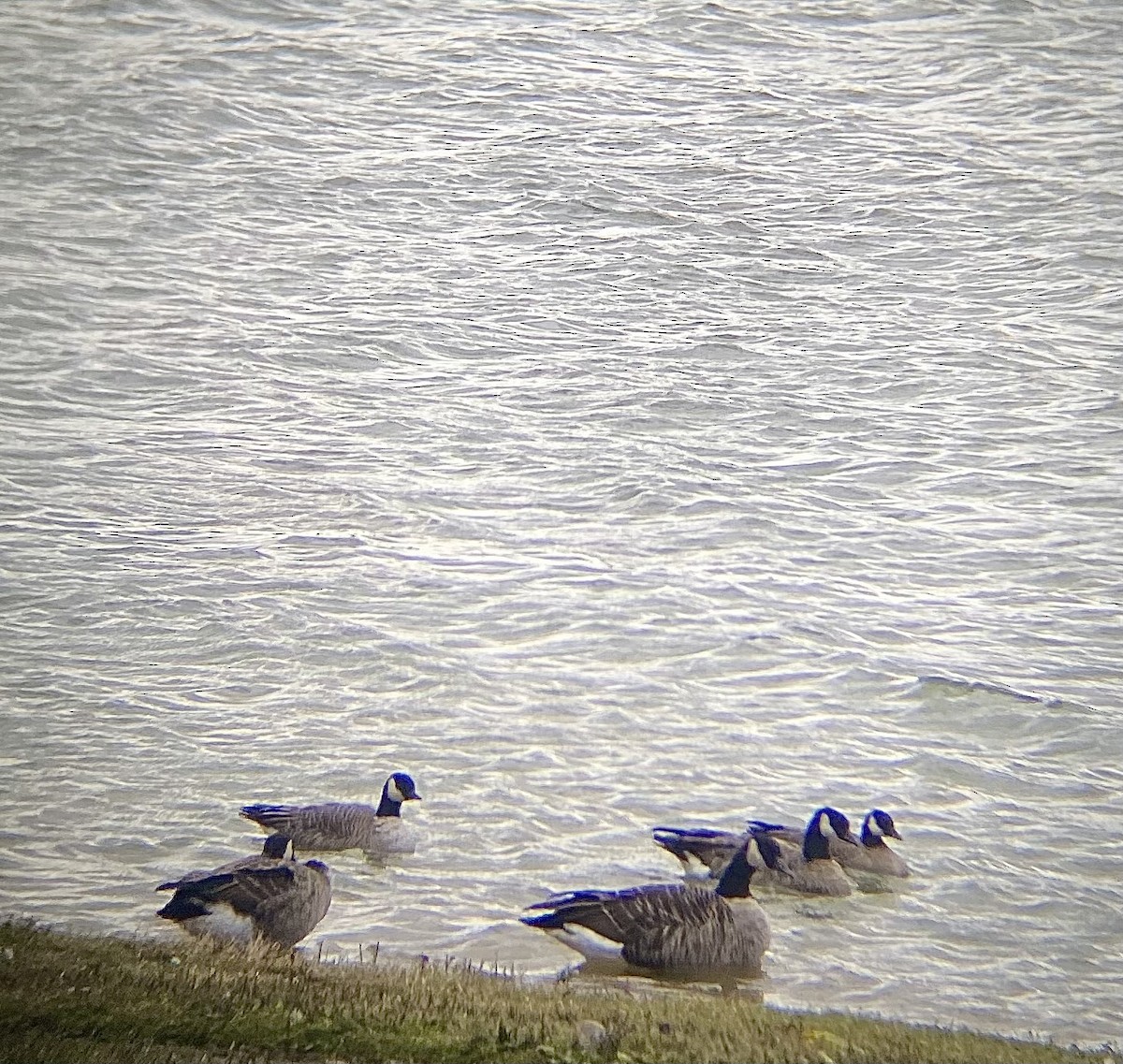 Bernache de Hutchins (hutchinsii) - ML644470164