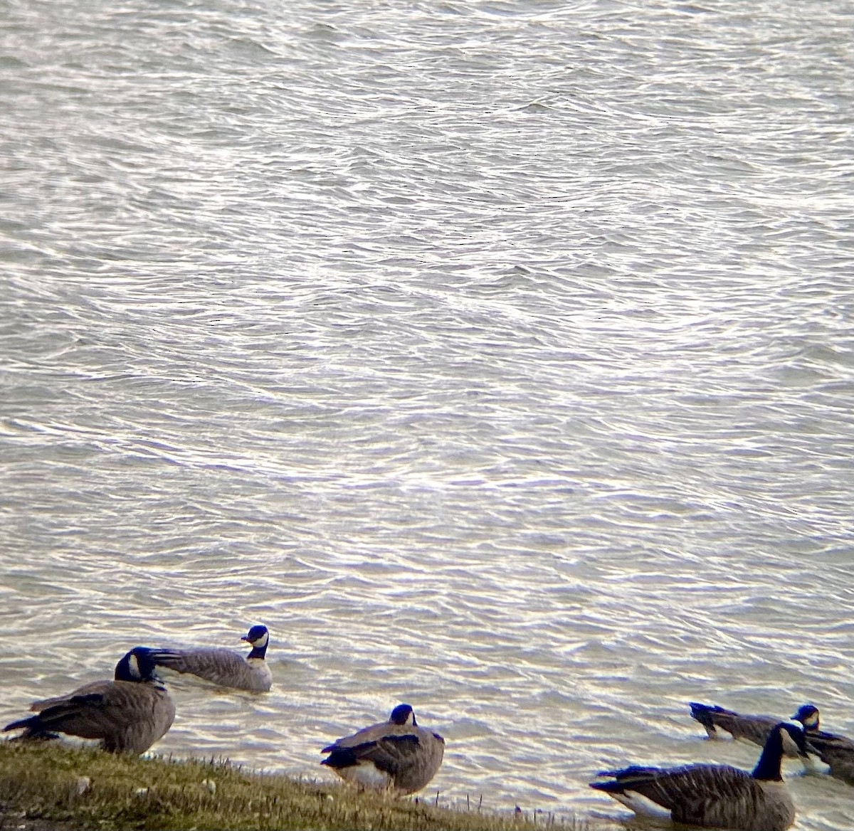 Bernache de Hutchins (hutchinsii) - ML644470165