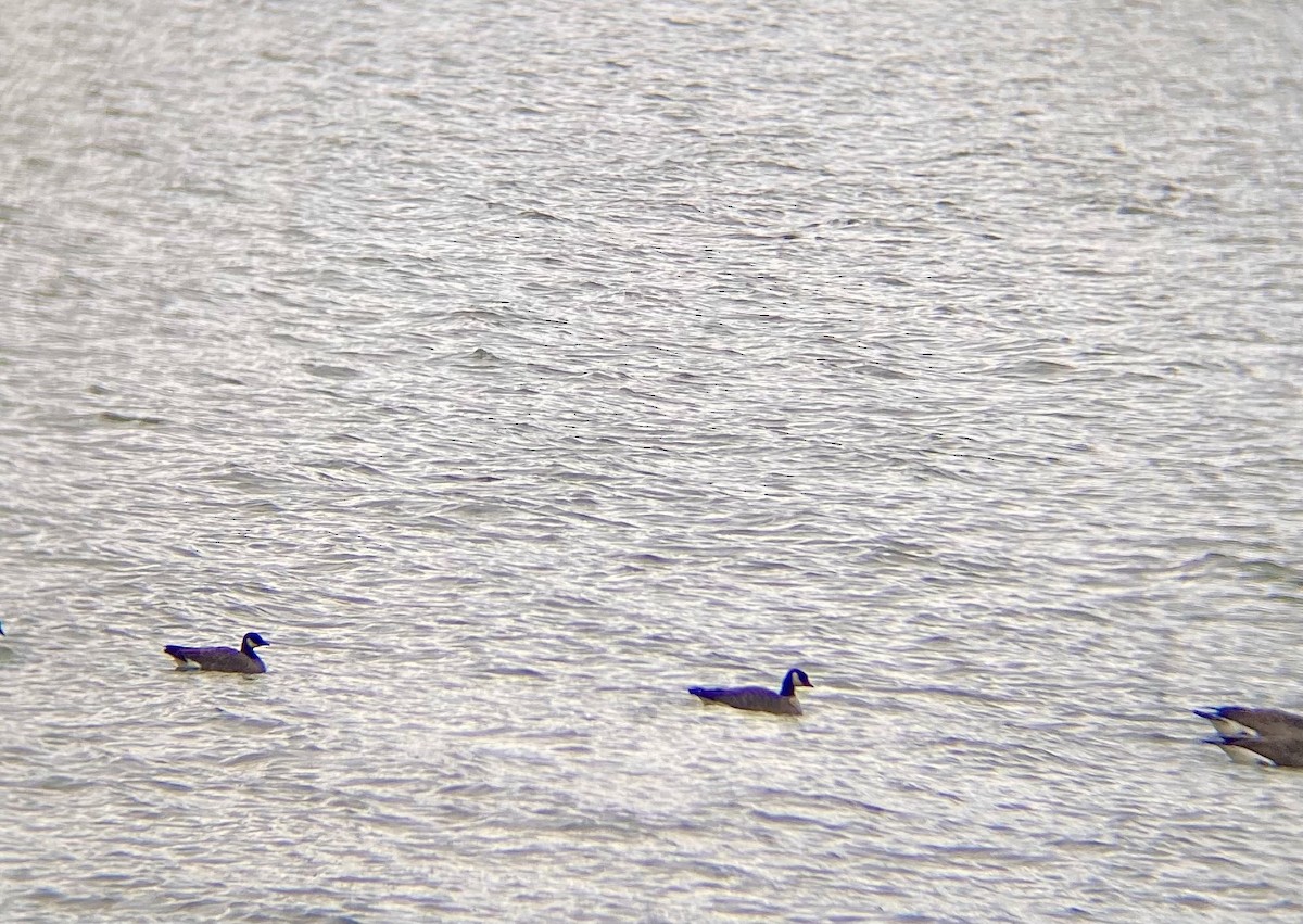 Bernache de Hutchins (hutchinsii) - ML644470167