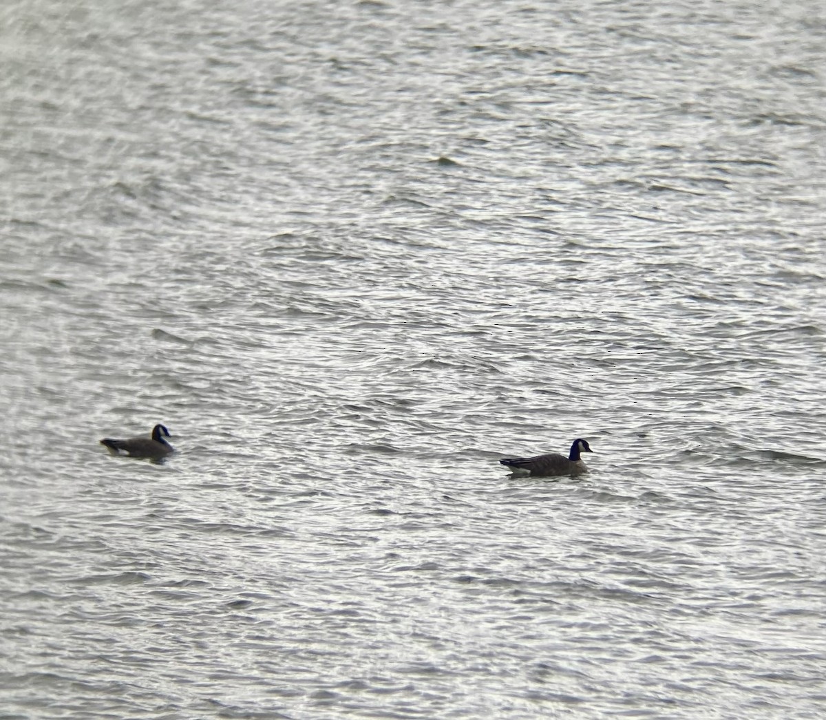 Bernache de Hutchins (hutchinsii) - ML644470168