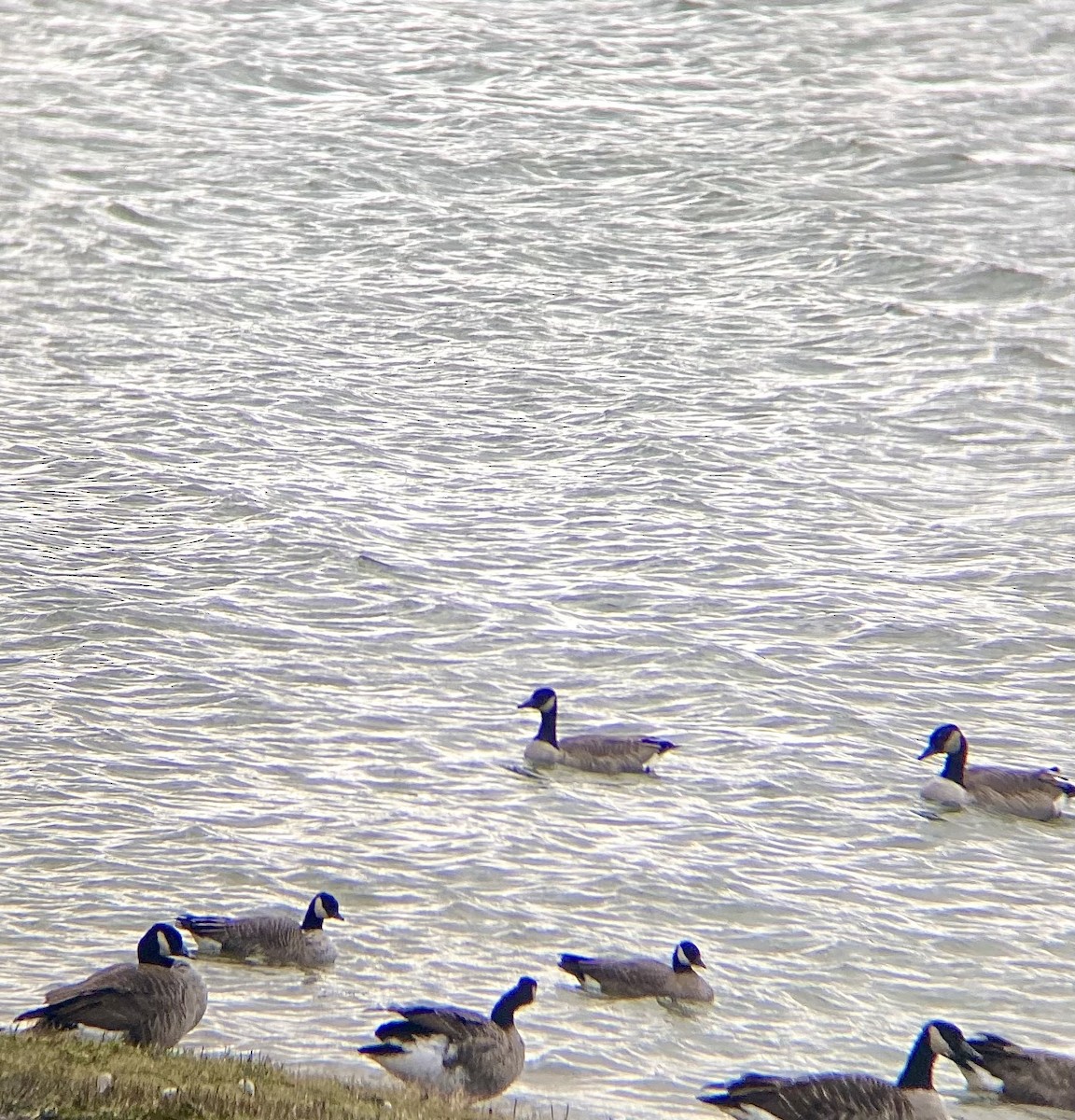 Bernache de Hutchins (hutchinsii) - ML644470169