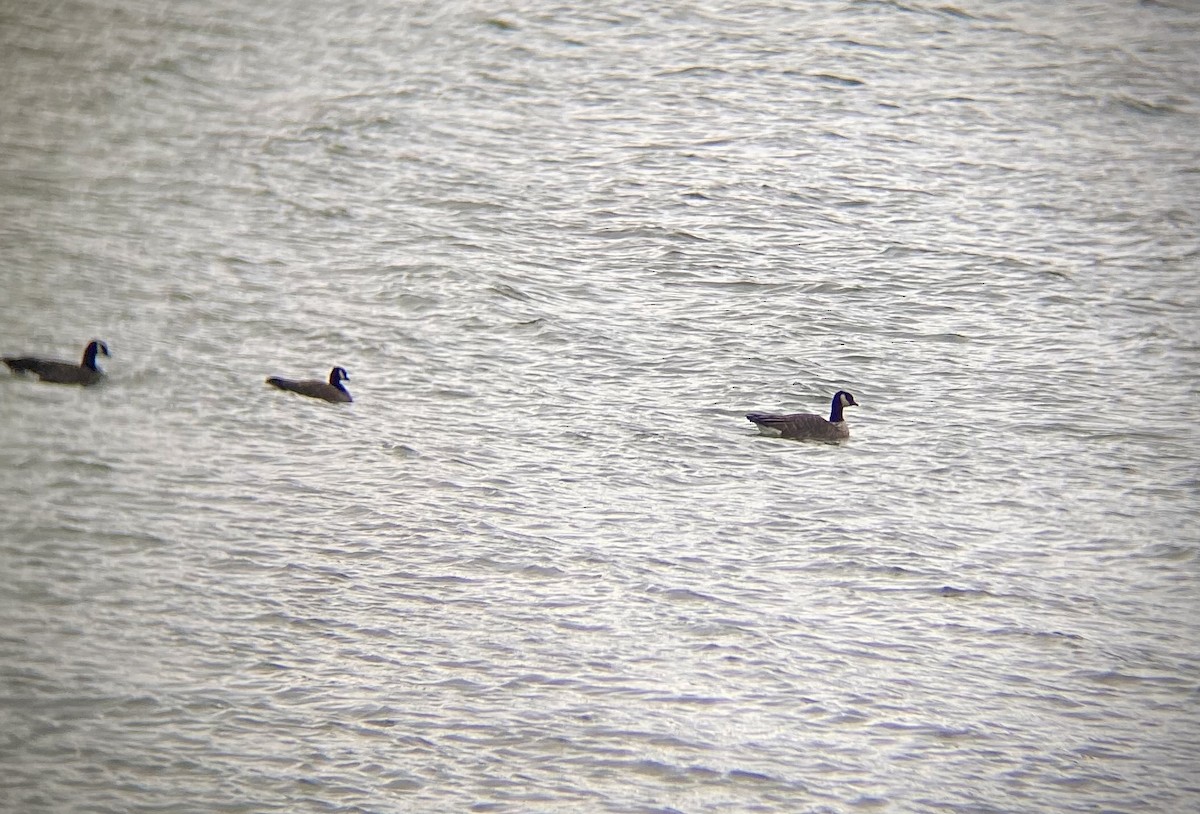 Bernache de Hutchins (hutchinsii) - ML644470170