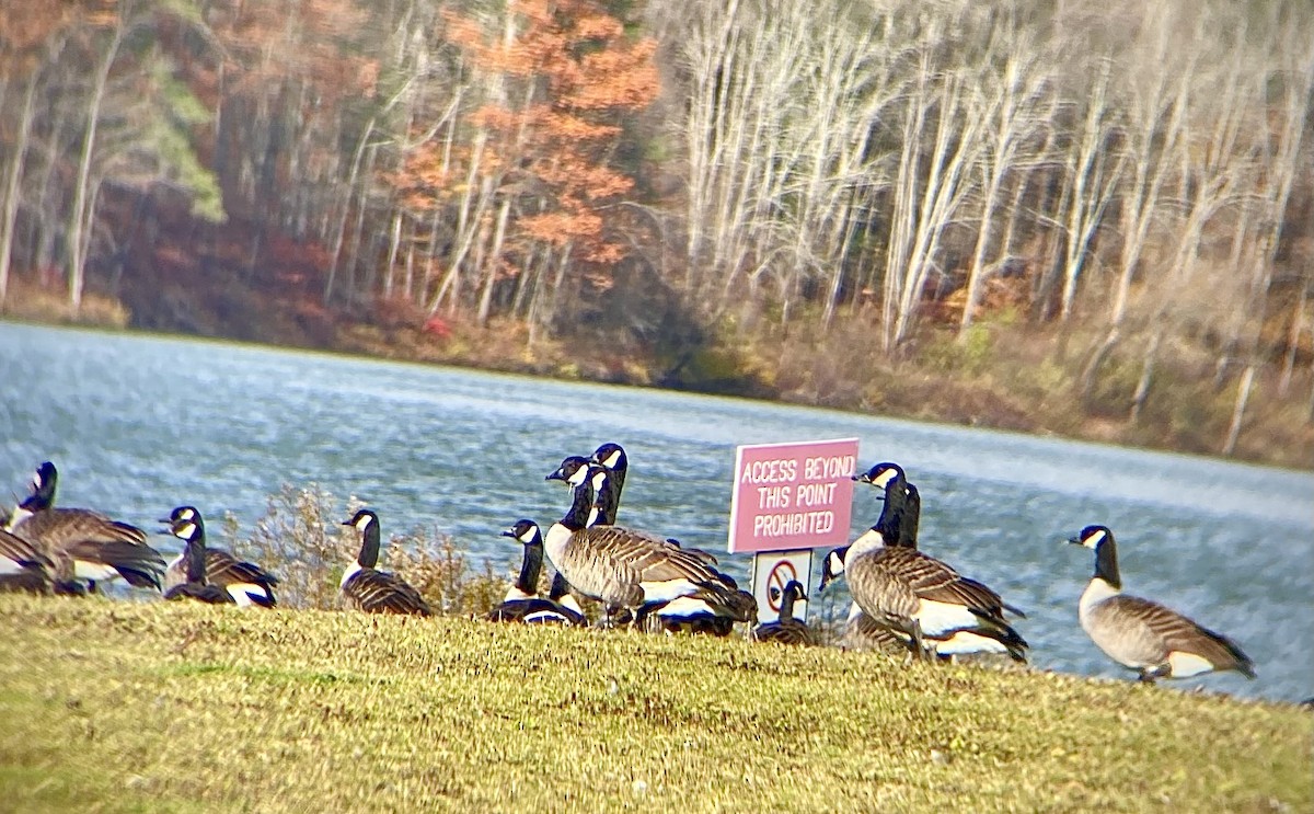 Bernache de Hutchins (hutchinsii) - ML644470171