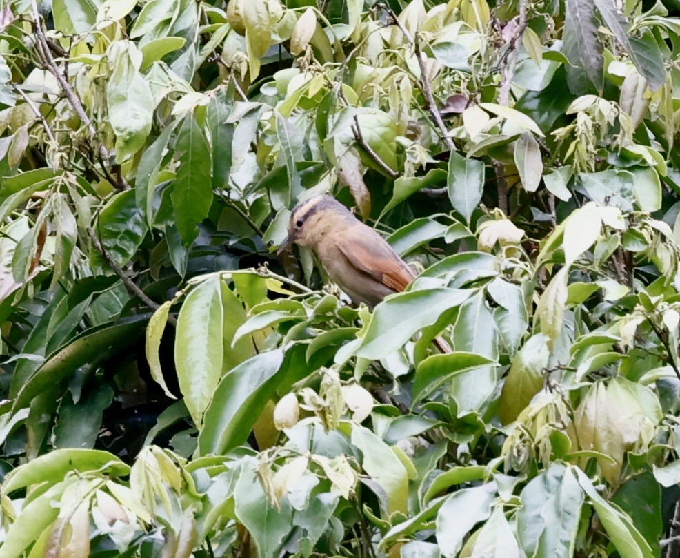 Філідор золотолобий - ML644470172