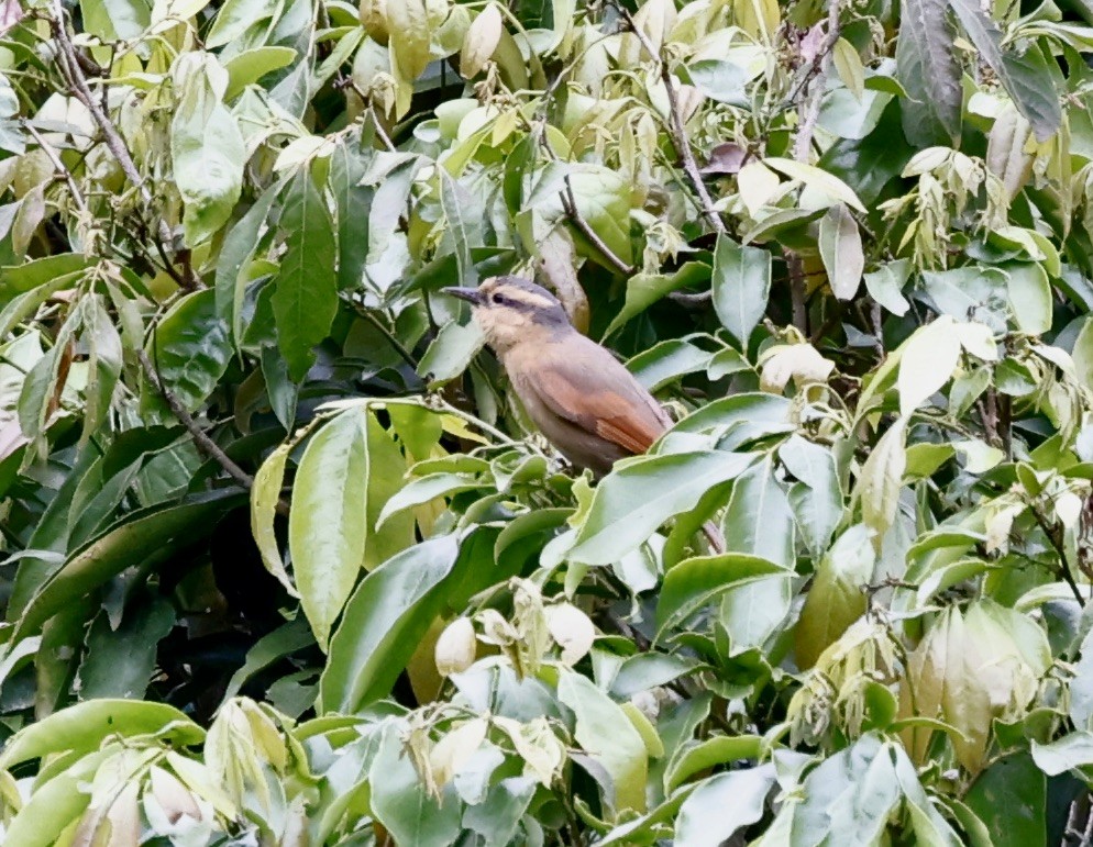 Філідор золотолобий - ML644470173