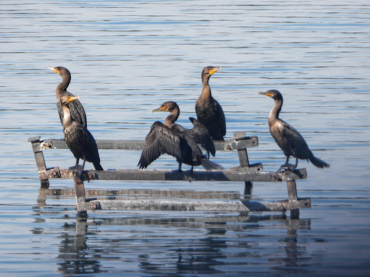 Double-crested Cormorant - ML644470189
