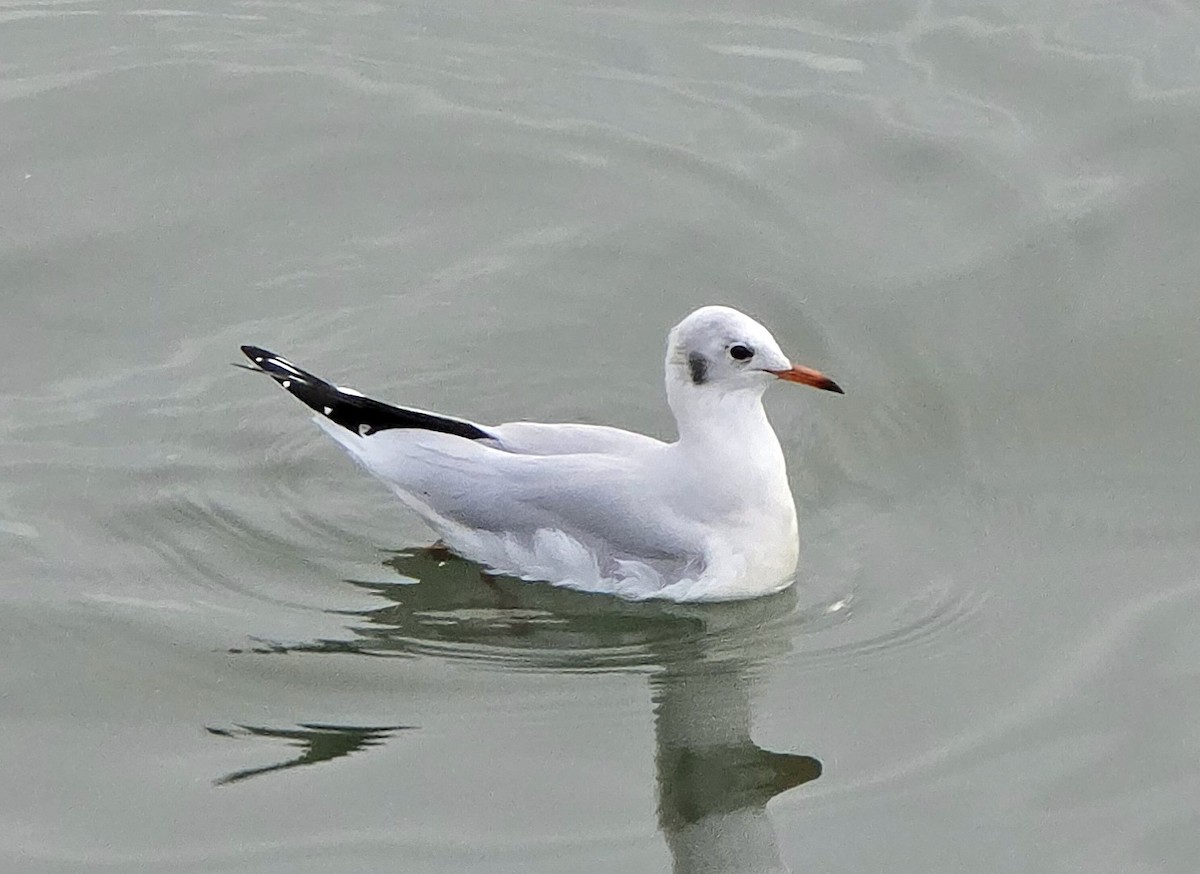 Black-headed Gull - ML644470192