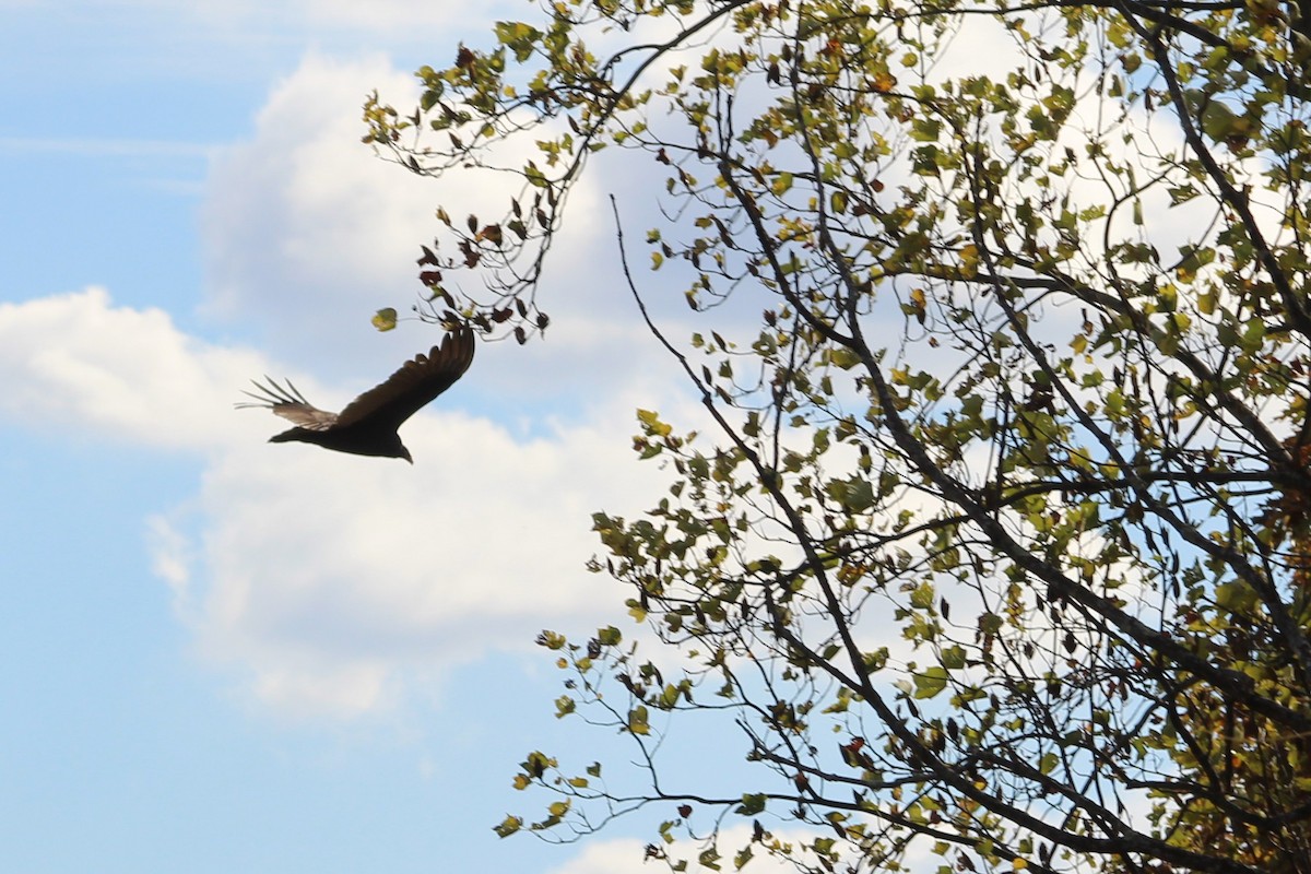 Катарта-индейка - ML644470196