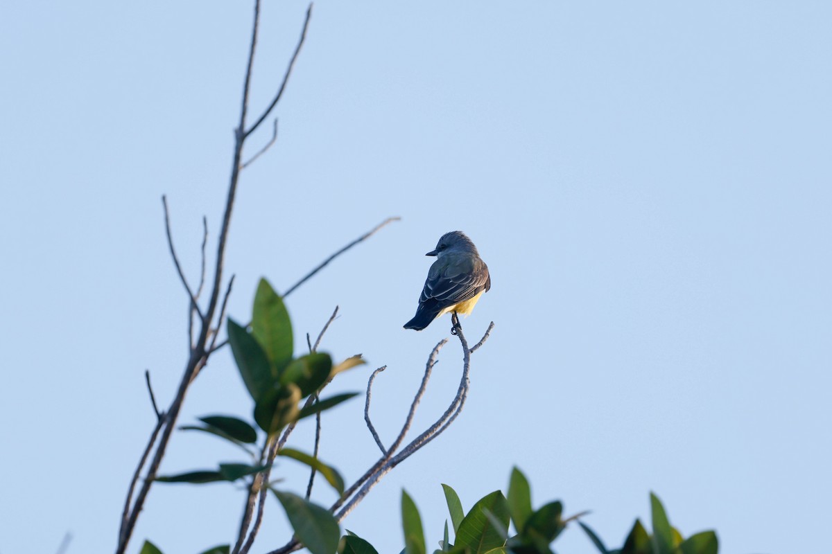 Tyran de l'Ouest - ML644470204